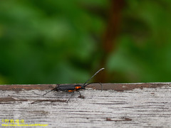 Prothema ochraceosignata