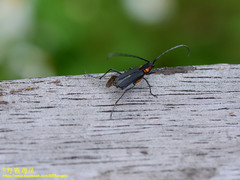 Prothema ochraceosignata