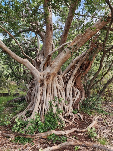 red-leaved fig