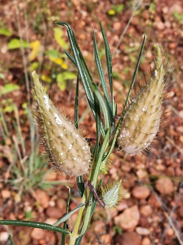 Common Woolly Milkweed