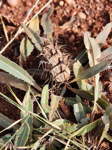 Blepharis serrulata