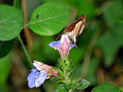 Justicia petiolaris