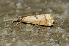 Microcrambus rotarellus