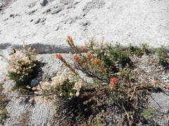 Holodiscus discolor microphyllus