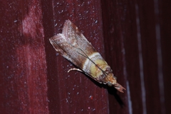 Addyme confusalis