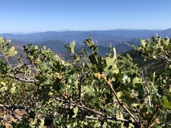 Quercus garryana breweri