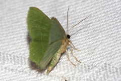 Idiochlora minuscula