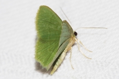 Idiochlora minuscula