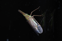 Dictyophara okinawensis