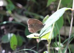 Pindis squamistriga