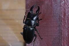 Serrognathus titanus okinawanus