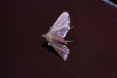 Endotricha minialis