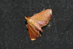 Endotricha minialis