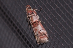 Acrobasis rubrizonella