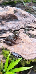 Pulchrana baramica