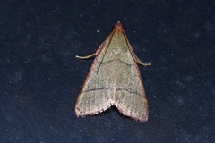 Orthopygia repetita