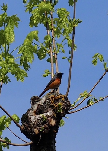 Gartenrotschwanz