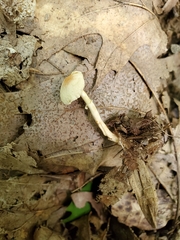 Leucocoprinus flavescens