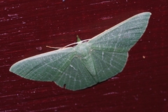 Thalassodes intaminata