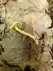 Leucocoprinus flavescens