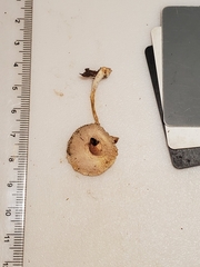 Leucocoprinus flavescens