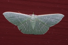 Thalassodes intaminata