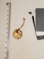 Leucocoprinus flavescens