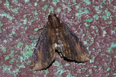 Ercheia dubia