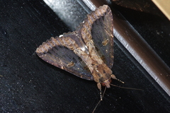 Ercheia dubia