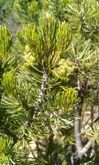 Pinus cembroides bicolor