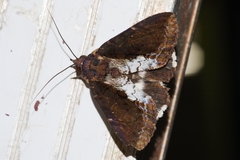 Ercheia dubia