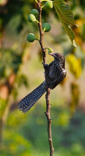 Asian Koel