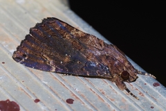 Ercheia dubia