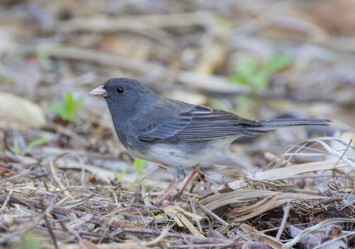 Dark-eyed Junco photographed in Florida