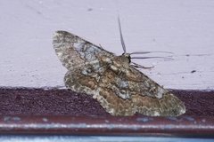 Cleora repulsaria