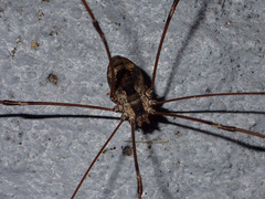 Leuronychus pacificus