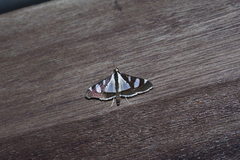 Glyphodes actorionalis