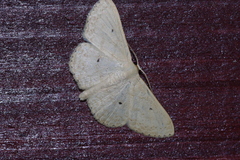 Scopula emma