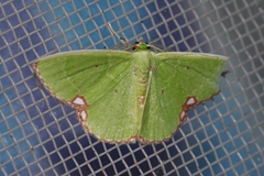 Comibaena procumbaria