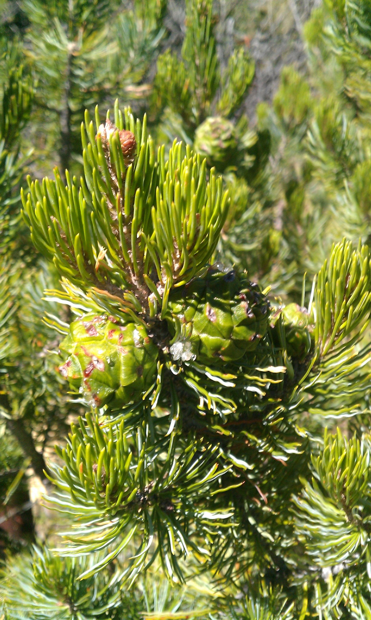 Pinus johannis