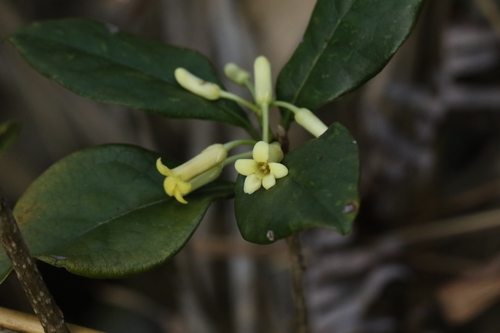 Pittosporum glabratum, photograph 4