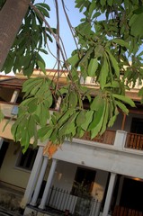 Couroupita guianensis