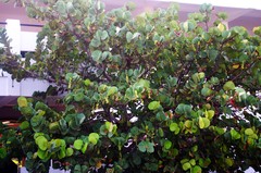 Coccoloba uvifera