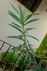 Nerium oleander
