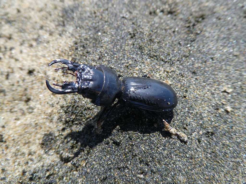 Scarite taureau