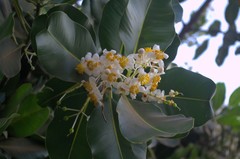 Calophyllum inophyllum