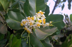 Calophyllum inophyllum