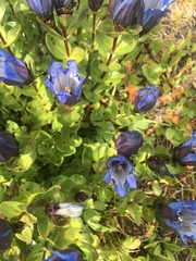 Gentiana calycosa