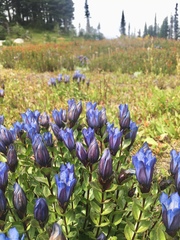 Gentiana calycosa