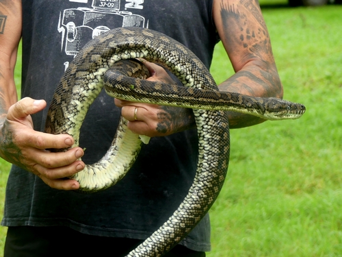 Coastal Carpet Python sighting